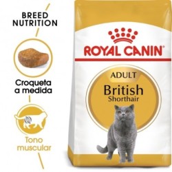 Royal canin british shorthair pienso para gatos