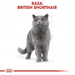 Royal canin british shorthair pienso para gatos