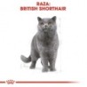 Foto 3 de Royal canin british shorthair pienso para gatos