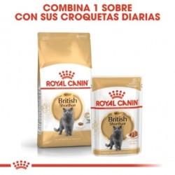 Royal canin british shorthair pienso para gatos