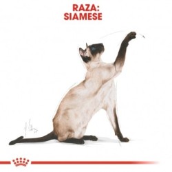 Royal canin siamese pienso para gatos de raza siames