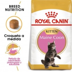 Royal canin Maine Coon Kitten pienso para gatitos