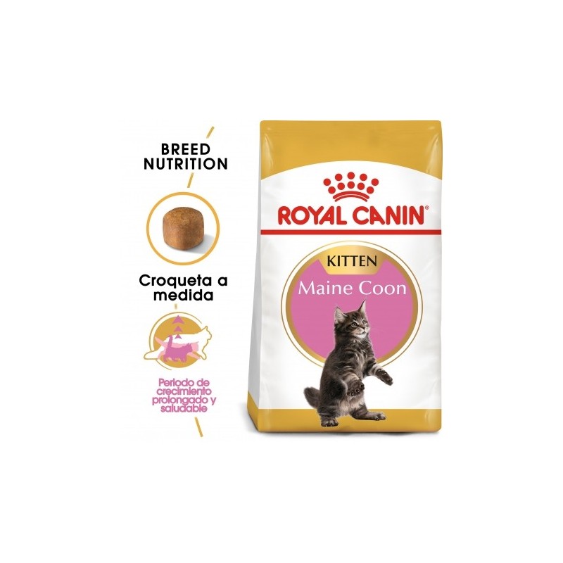 Royal canin Maine Coon Kitten pienso para gatitos