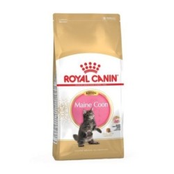 Royal canin Maine Coon Kitten pienso para gatitos