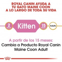 Royal canin Maine Coon Kitten pienso para gatitos