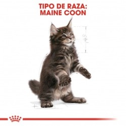 Royal canin Maine Coon Kitten pienso para gatitos