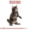 Foto 6 de Royal canin Maine Coon Kitten pienso para gatitos