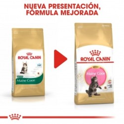 Royal canin Maine Coon Kitten pienso para gatitos