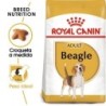 Foto 1 de Royal canin pienso para Beagle adulto