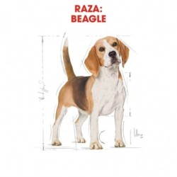 Royal canin pienso para Beagle adulto