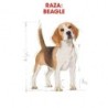 Foto 4 de Royal canin pienso para Beagle adulto