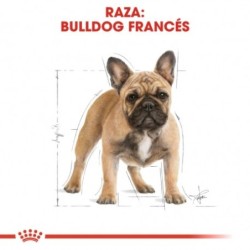 Royal Canin Bulldog Francés Adulto pienso para raza, Peso 9 Kg