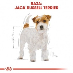 Royal canin pienso para Jack russell adulto