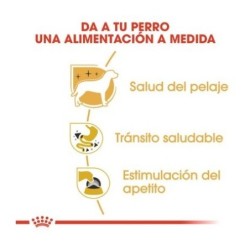 Royal canin comida húmeda para chihuahua