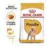 Foto 1 de Royal canin Caniche pienso para Caniche