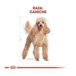 Royal canin Caniche pienso para Caniche