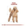 Foto 4 de Royal canin Caniche pienso para Caniche