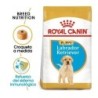 Foto 1 de Royal canin Labrador junior pienso para Labrador joven