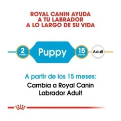 Royal canin Labrador junior pienso para Labrador joven