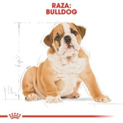 Royal canin Bulldog ingles junior pienso para Bulldog joven