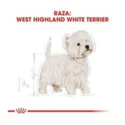 Royal canin Westie pienso para Westie