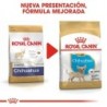 Foto 8 de Royal canin Chihuahua junior pienso para Chihuahua joven