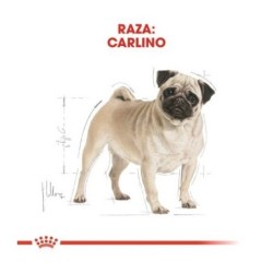 Royal canin Carlino pienso para Carlino