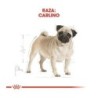 Foto 4 de Royal canin Carlino pienso para Carlino