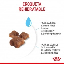 Royal canin Mother & Babycat 34 pienso para gatitos