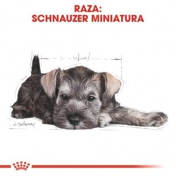 Royal canin Schnauzer junior pienso para schnauzer joven