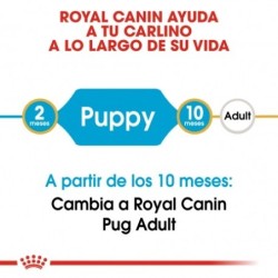 Royal canin carlino junior pienso para carlino joven