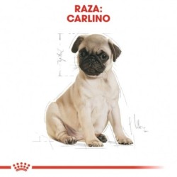 Royal canin carlino junior pienso para carlino joven