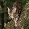 Foto 7 de Real Nature Wilderness True Country Para Gatos Adultos