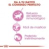 Foto 4 de Royal Canin Kitten comida húmeda en salsa para gatitos