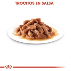 Royal Canin Kitten comida húmeda en salsa para gatitos