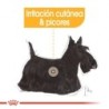 Foto 3 de Royal Canin dermacomfort pouch. Comida húmeda para perro