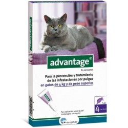 Advantage 80 Gato +4kg