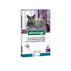 Advantage 80 Gato +4kg