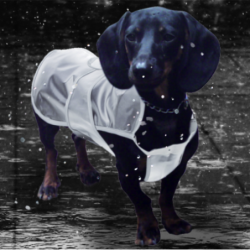 Pawise Impermeable Transparente perros perros