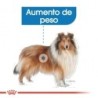 Foto 4 de Royal canin maxi light pienso perros raza grande