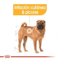 Royal canin dermacomfort medium pienso perros