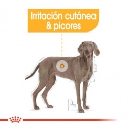 Royal canin dermacomfort maxi pienso perros