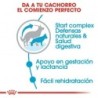 Foto 5 de Royal canin maxi starter mother & babydog pienso perros raza grande