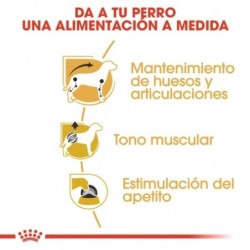 Royal canin comida húmeda para Teckel