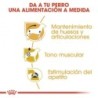 Foto 6 de Royal canin comida húmeda para Teckel